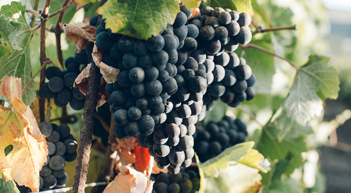 loire-valley-wine-tour