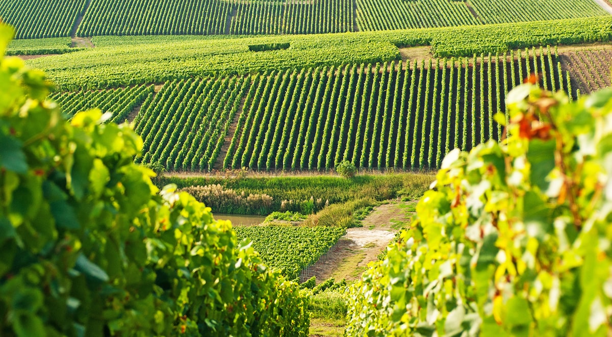 france-wine-tours