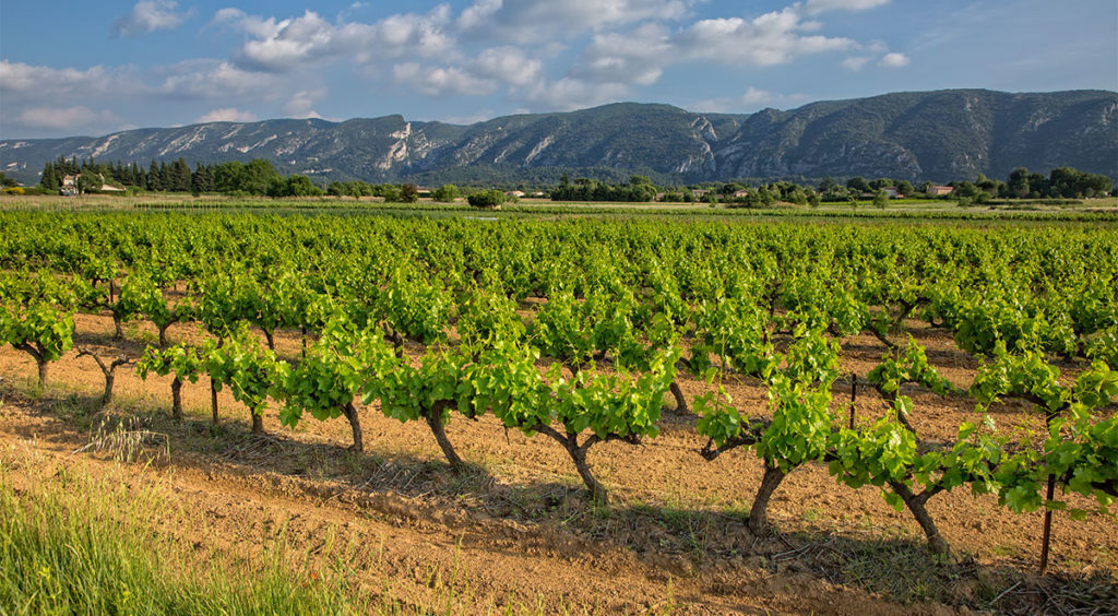 Vineyard near Maubec village in the Luberon of the Vaucluse region