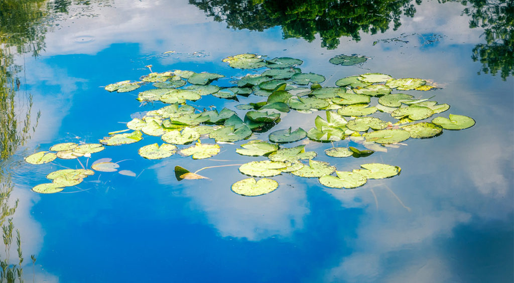 Imagine the invitation to abstraction in this view of his lily pad pond