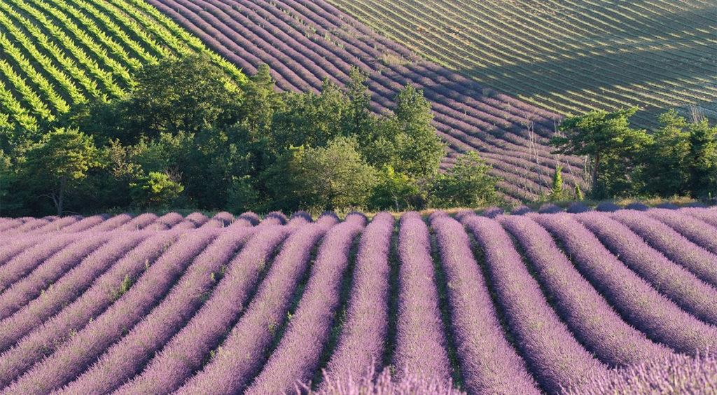Lavender fields and vineyards marry well in Provence