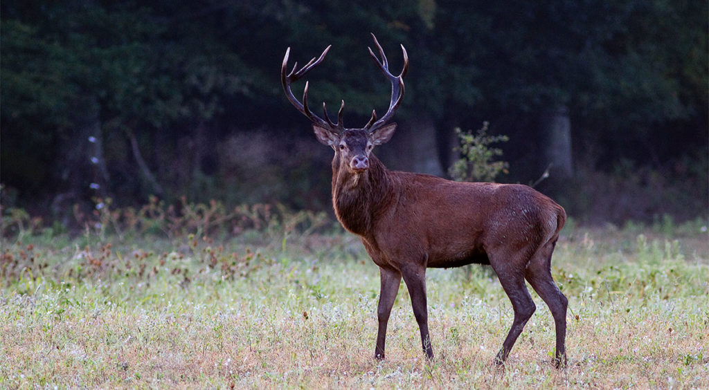 Loire forests still teem with stags