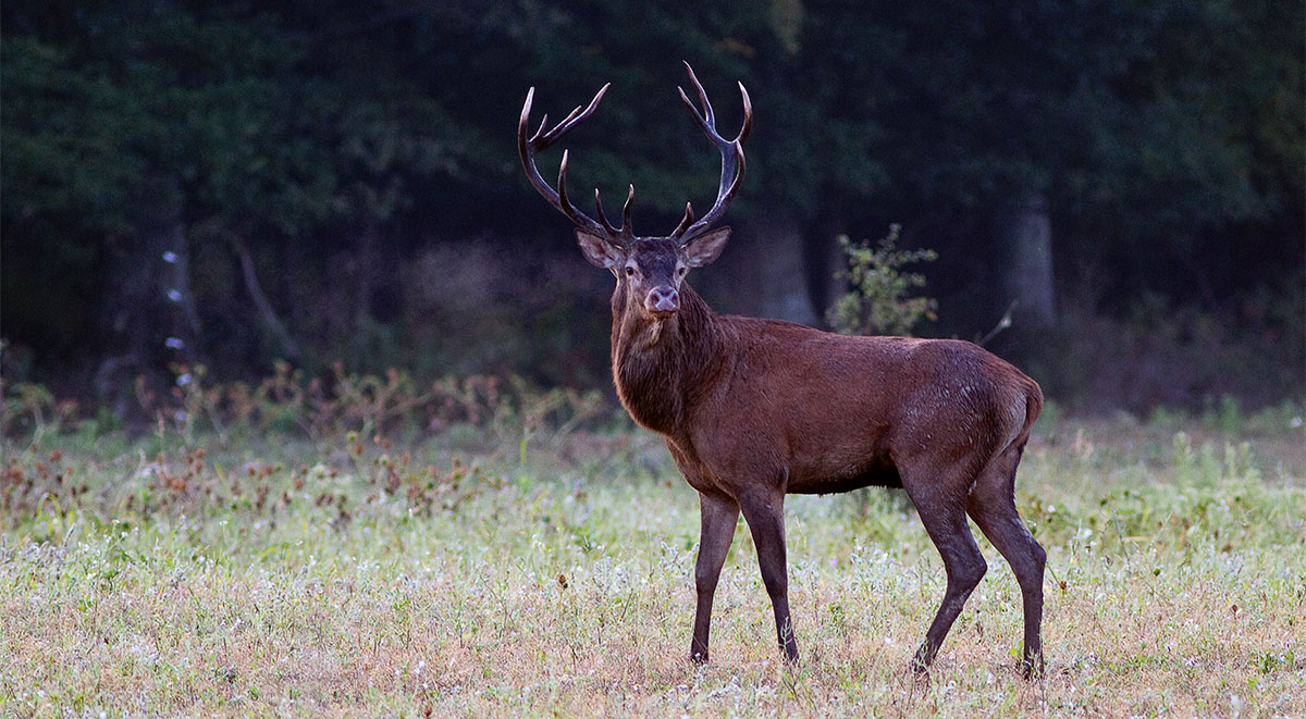 Loire forests still teem with stags