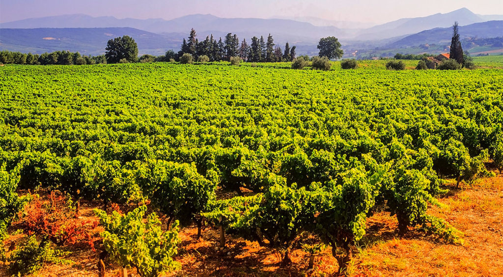 Vineyards near Maubec in the Luberon