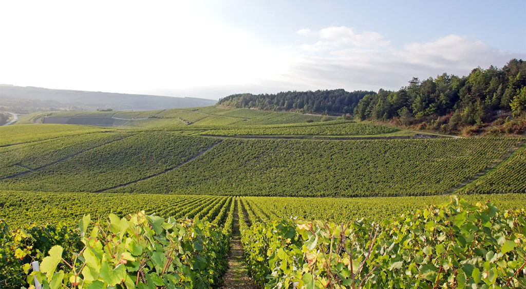 Vineyards between Auxerre and Chablis
