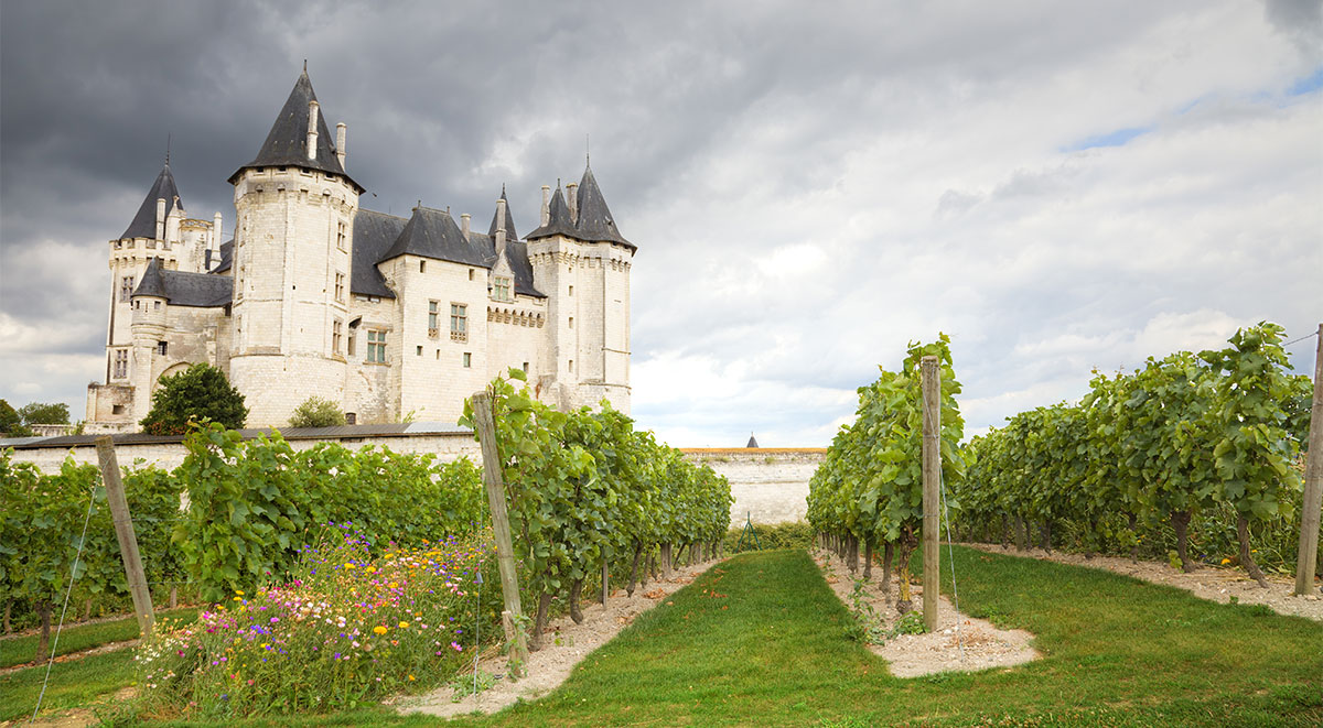 Vineyards border on the Château de Saumur