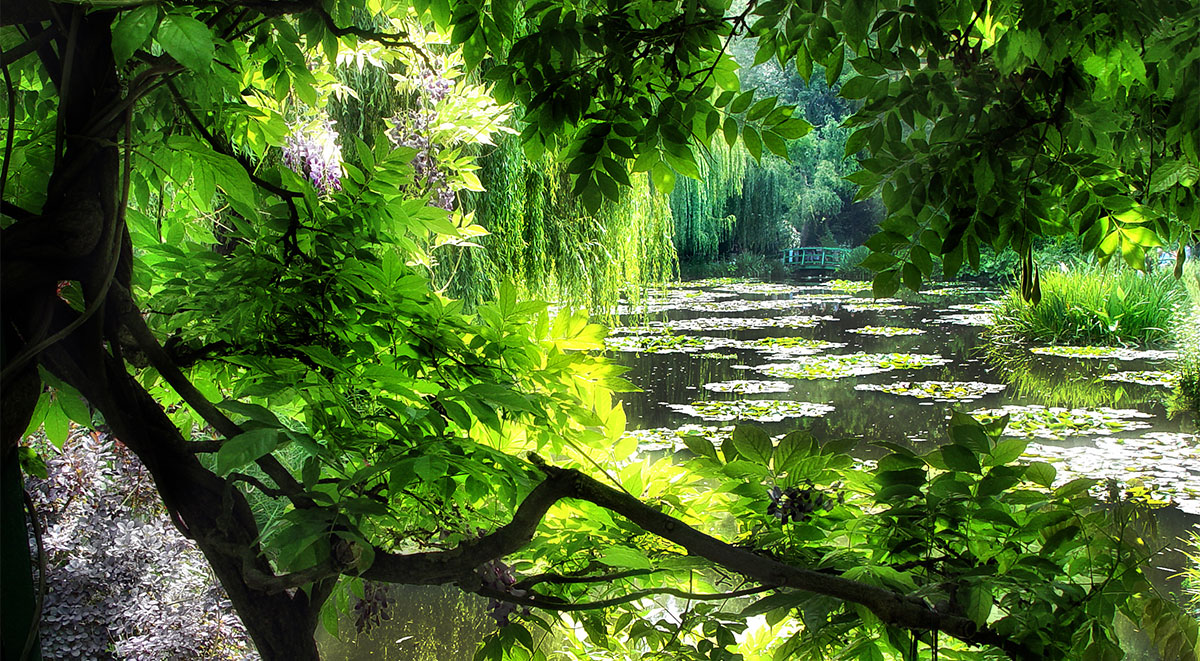 A water-lily flowering in Monet’s pad pond