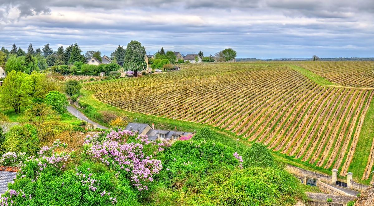 tours loire valley wine