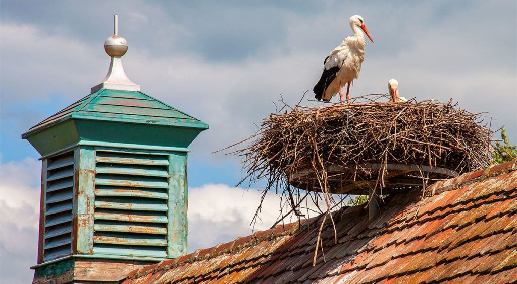Alsace is a fly-way for storks
