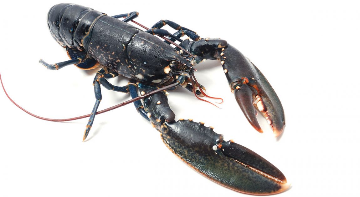 Brittany’s blue lobsters are fabulous