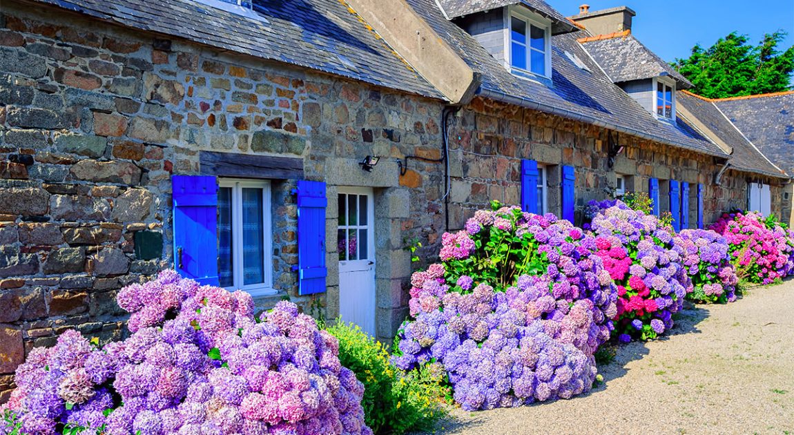 Nothing is more Breton than granite cottages and gorgeous hortensias